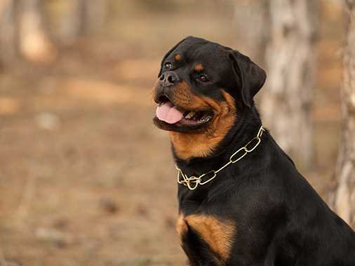 Тоса ину: самая мощная и бойцовская собака