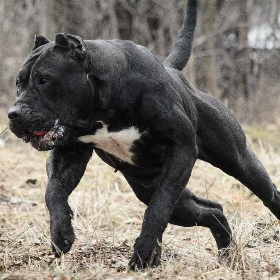 Самая бойцовская собака
