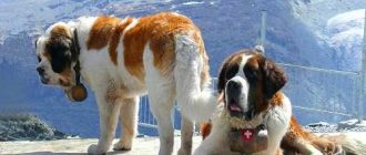 Самая крупная собака в мире на втором месте по размеру
