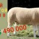 Самая дорогая порода овец: все о волносущих мастерах