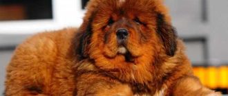 Самая дорогая порода собак в России: Топ-5 по стоимости