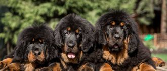 Самая дорогая собака в России: уникальный породистый питомец для исполнения самых изысканных желаний