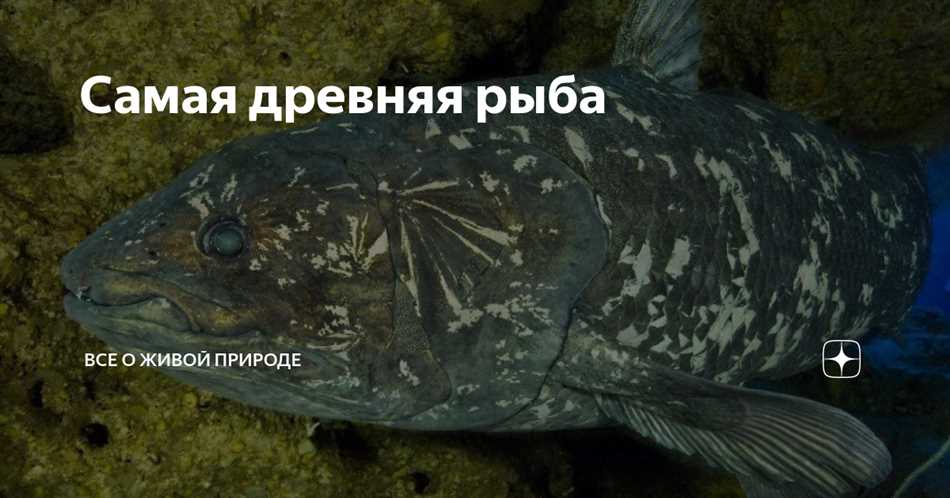 История обнаружения самой древней рыбы на земле