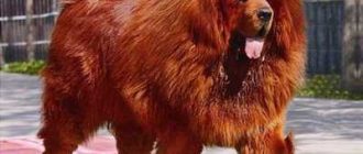 Самая громкая собака в мире: факты и рекорды