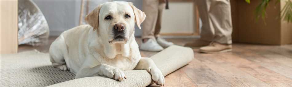 Один из самых популярных пород собак - лабрадор-ретривер.