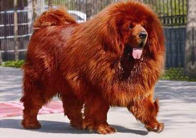 Самая громкая собака в мире
