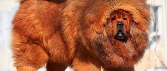 Самая опасная собака в мире: познакомьтесь с этой ужасающей породой