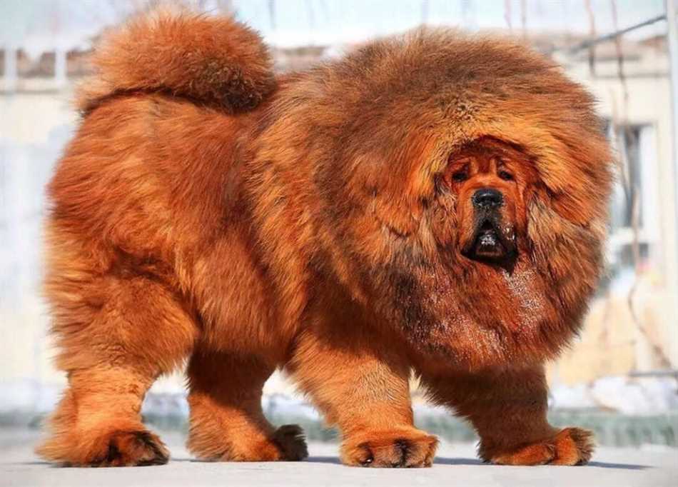 Самая грозная собака в мире