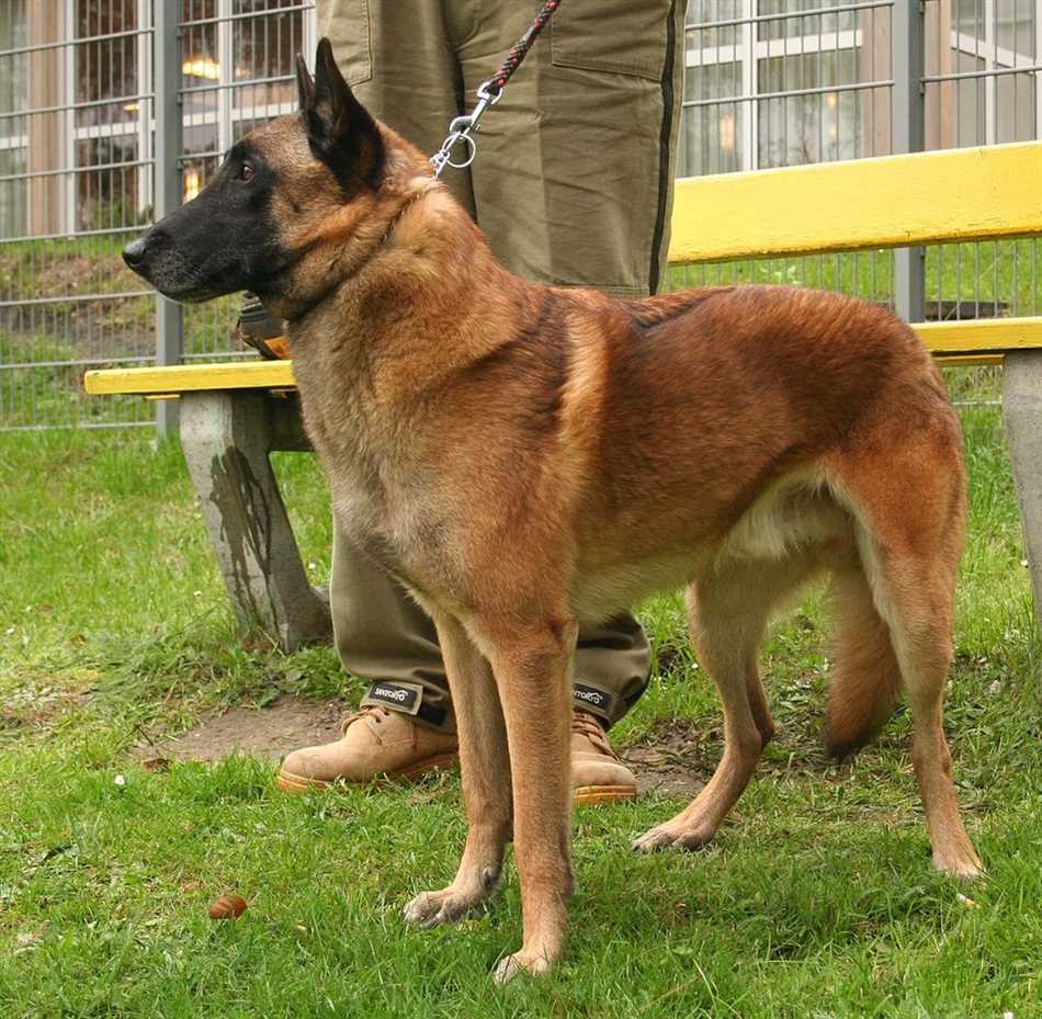Бассет-хаунд: самая медленная собака с безупречным нюхом