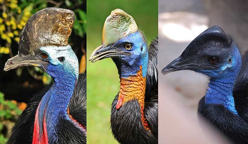 Описание самой опасной птицы Австралии