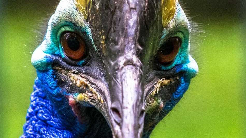 Меры предосторожности при встрече с самой опасной птицей Австралии