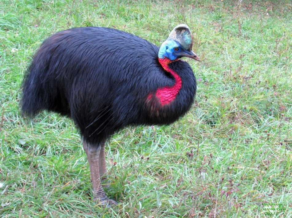 Самая опасная птица Австралии