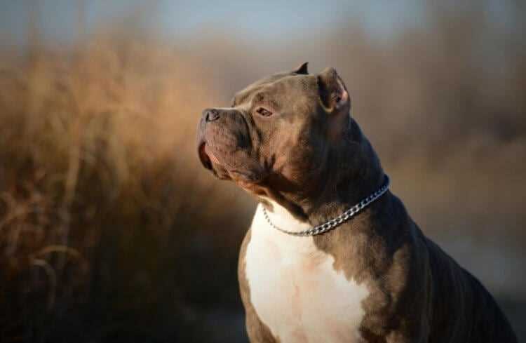 Доберман-пинчер: элегантный, умный и верный пес-охранник