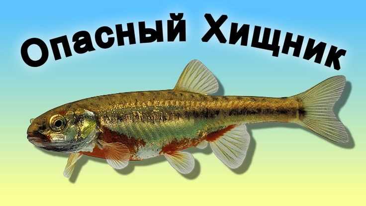 Хищница-диктатор