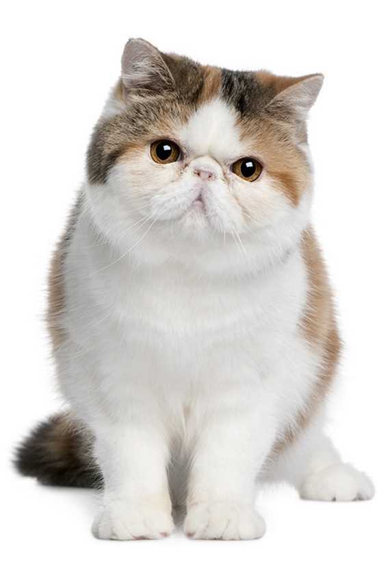 Персидская кошка