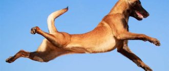 Самая прыгучая порода собак: рейтинг пород по прыжкам