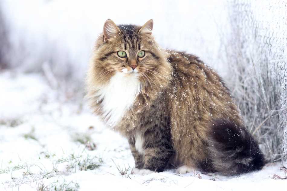 Шерсть Сиамской кошки – идеальный материал для создания теплых и уютных одеял и пледов