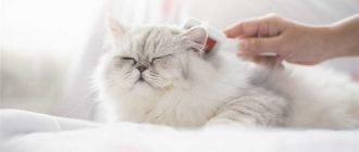 Самая пушистая кошка в мире: фото, описание, особенности
