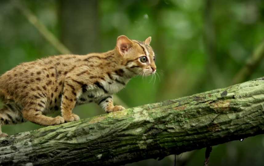 Самая редкая дикая кошка в мире