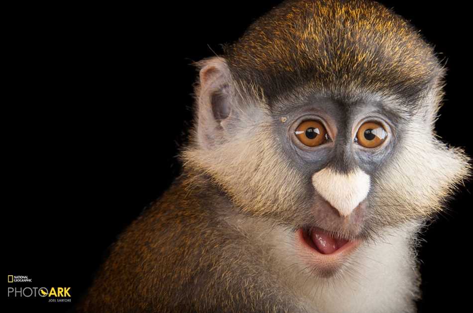 Описание самой редкой обезьяны в мире