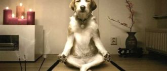Самая спокойная порода собаки: рейтинг и особенности