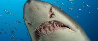 Самая страшная акула в мире: ужасающие факты об акуле, которая стала легендой