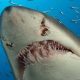 Самая страшная акула в мире: ужасающие факты об акуле, которая стала легендой