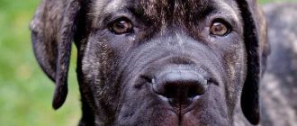 Самая опасная собака в мире: узнайте о страшной бойцовской породе