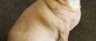 Самая толстая порода собак: рейтинг полных собак для охоты и дружбы