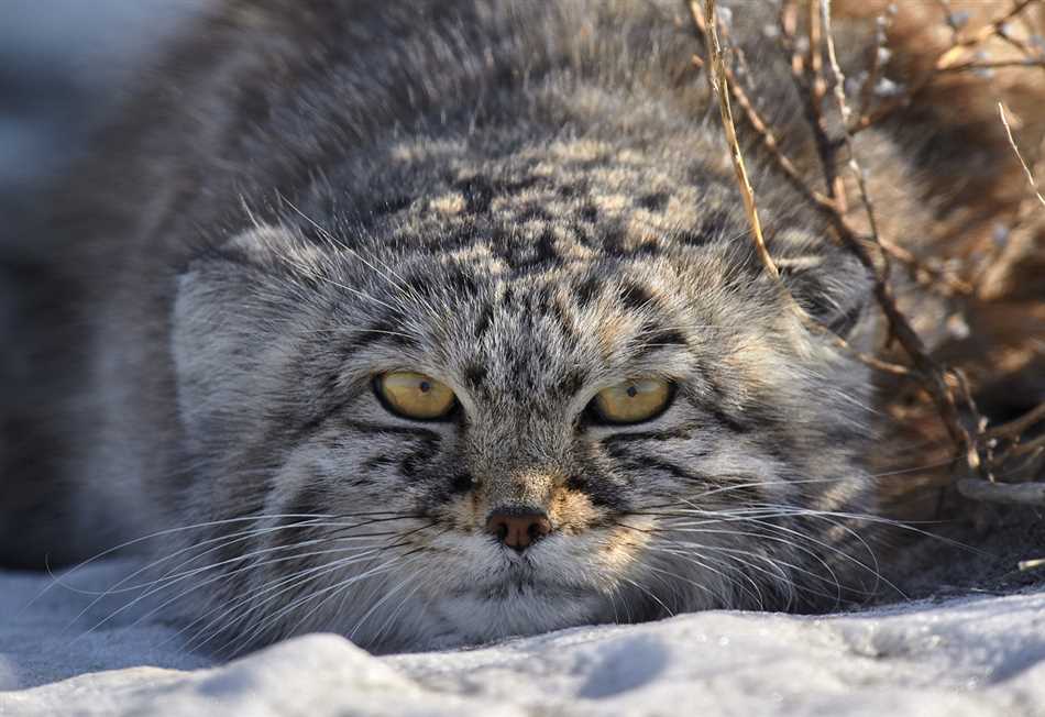 Самая хищная кошка