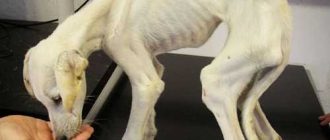 Самая худая собака в мире: фото, история и лечение