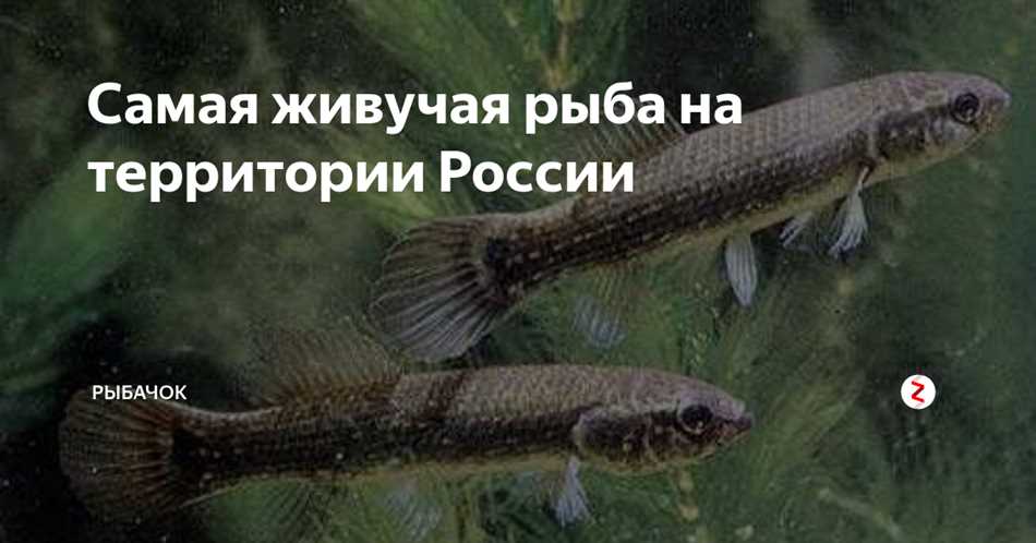 Медуза, способная возродить себя