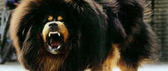 Топ-5 самых агрессивных пород собак в России