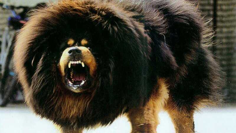 Самая злая порода собак в России