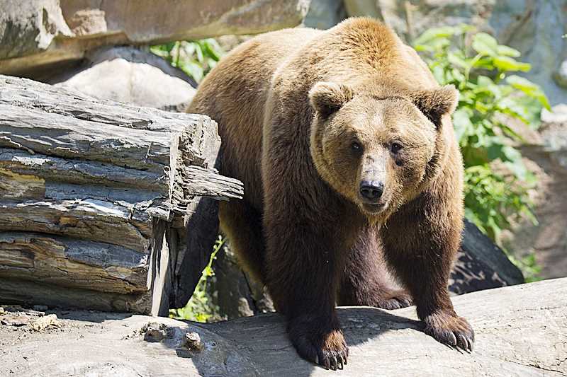 Камчатский бурый медведь – король российских диких лесов