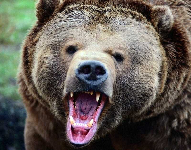 Самые агрессивные медведи в мире