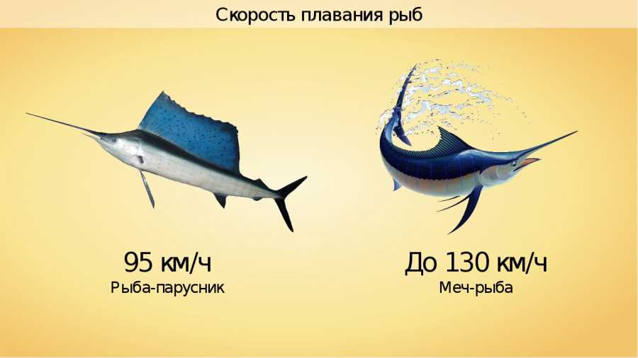 Голубая треска – самая быстрая и пугливая рыба в море!