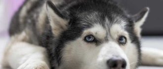 Самые болезненные породы собак: рейтинг заболеваемости и особенности здоровья