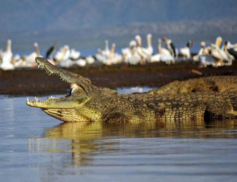 Распространение самых больших крокодилов