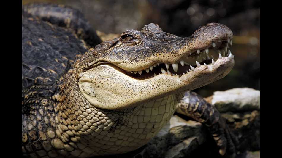 Биология и строение крокодилов