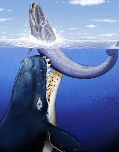 Самые большие хищные морские животные