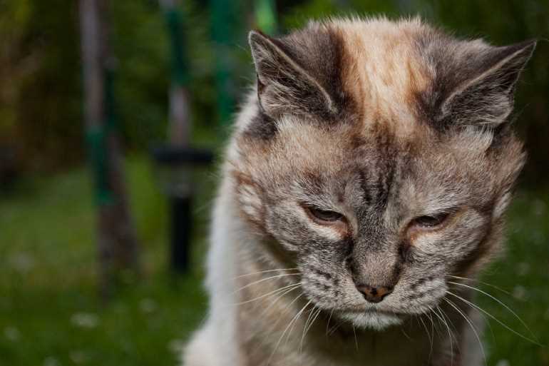 Самые долгожители среди кошек