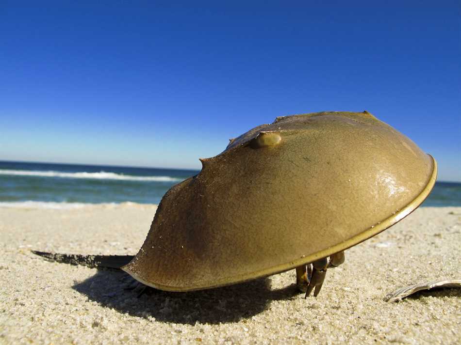 Гигантские морские скорпионы
