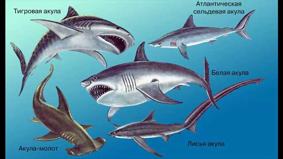 Акулы-людоеды: самые опасные представители морской фауны