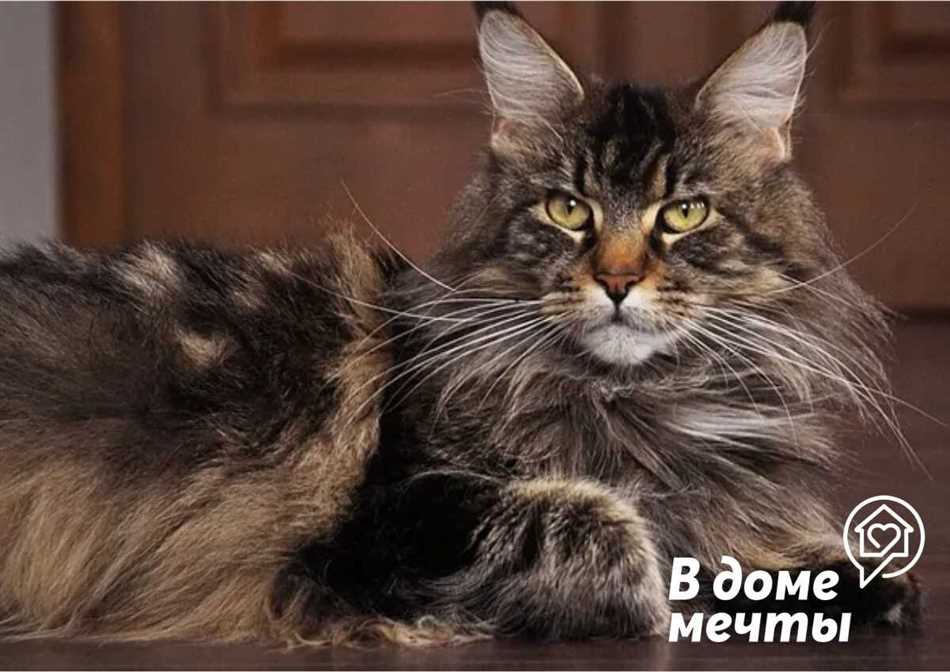 Самые крупные домашние кошки