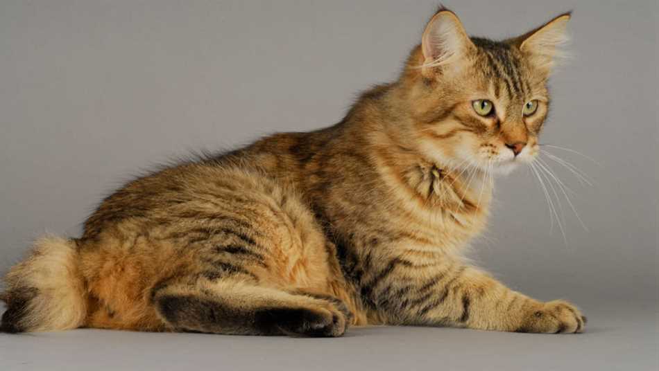 Норвежская лесная кошка