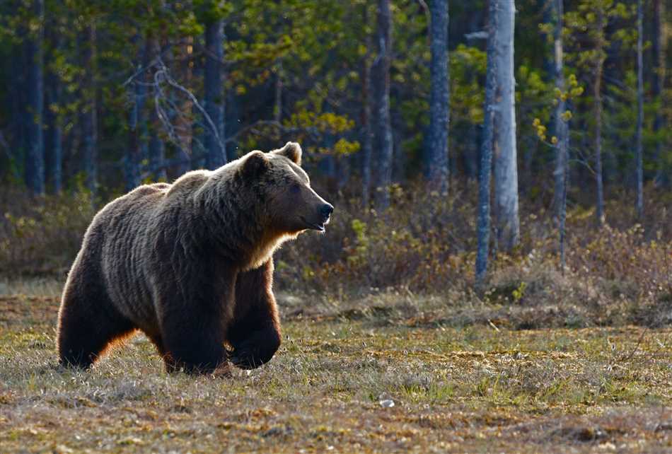 Большой карликовый медведь