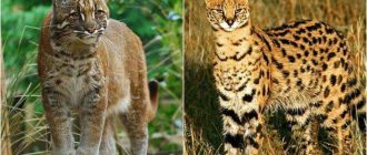 Самые мелкие дикие кошки - подробное описание пород и удивительных особенностей