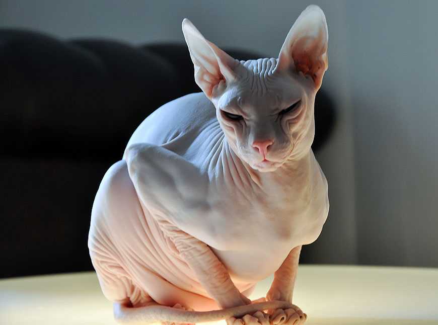 Самые милые породы котят в мире