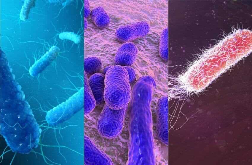 Бактерия Yersinia pestis